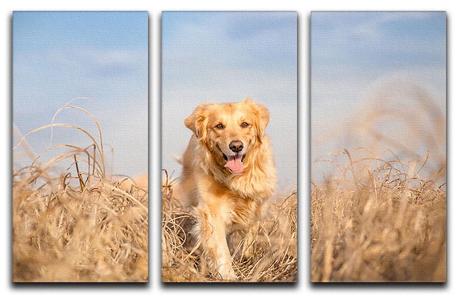 A beautiful 3-panel canvas print featuring a Golden Retriever dog running, showcasing vibrant colors and dynamic motion.