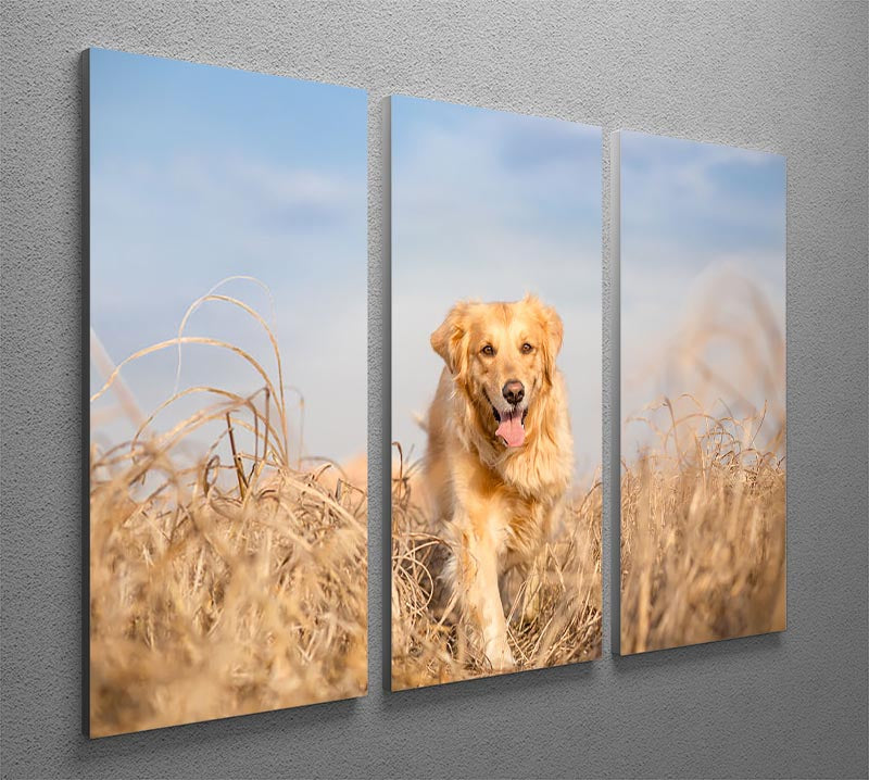 A beautiful 3-panel canvas print featuring a Golden Retriever dog running, showcasing vibrant colors and dynamic motion.