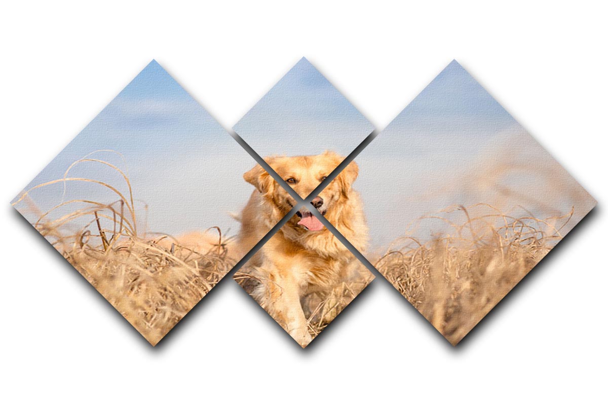 A beautiful multi-panel canvas artwork featuring a Golden Retriever dog running, divided into four equal square sections.