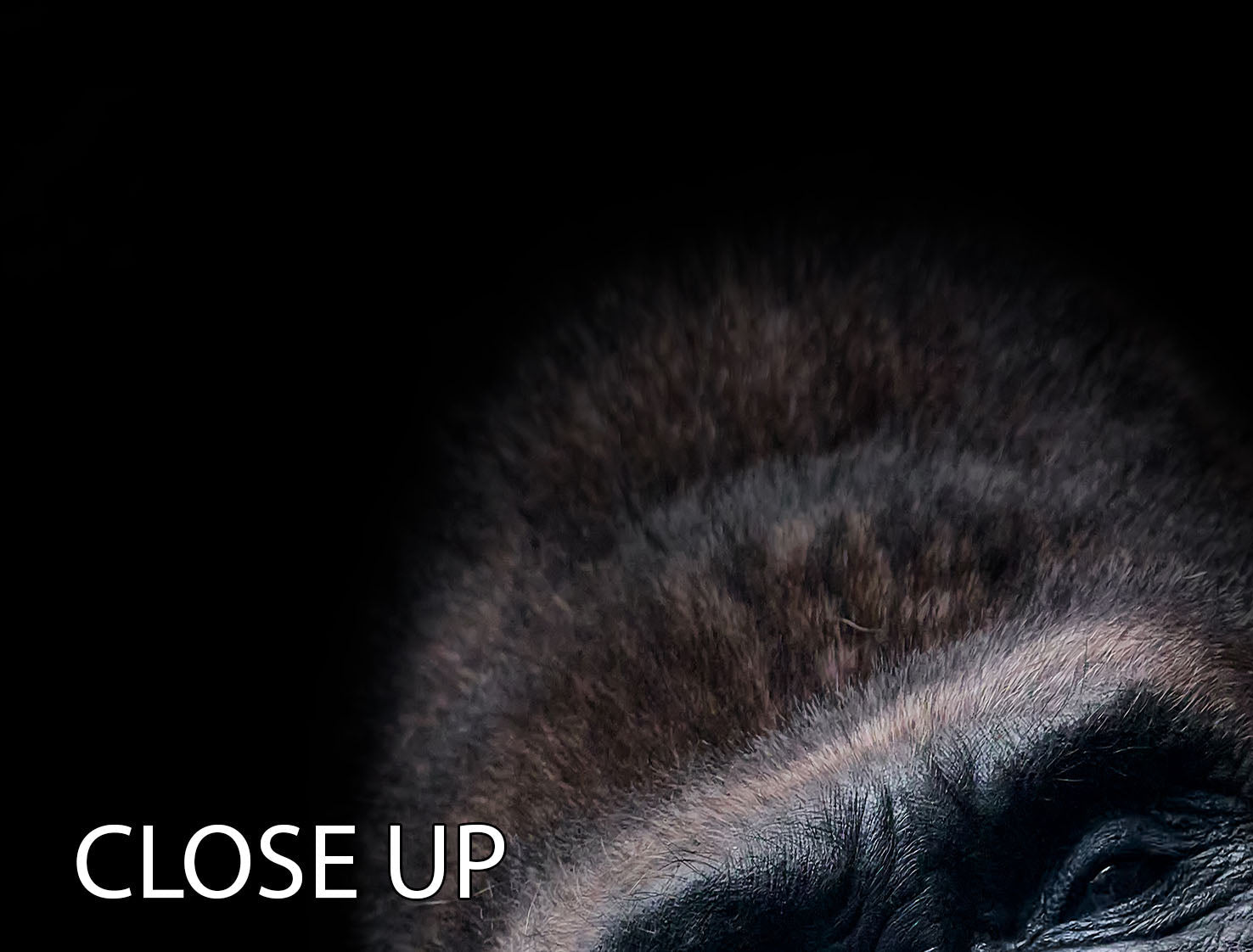 A stunning 3-panel canvas print featuring a gorilla face seen from above, showcasing intricate details and vibrant colors.