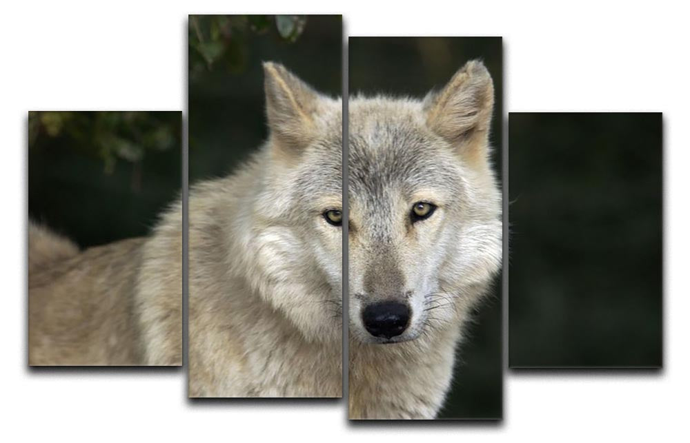 A captivating gray wolf portrait displayed on a 4-split canvas, showcasing the wolf in its natural habitat with vibrant colors and intricate details.