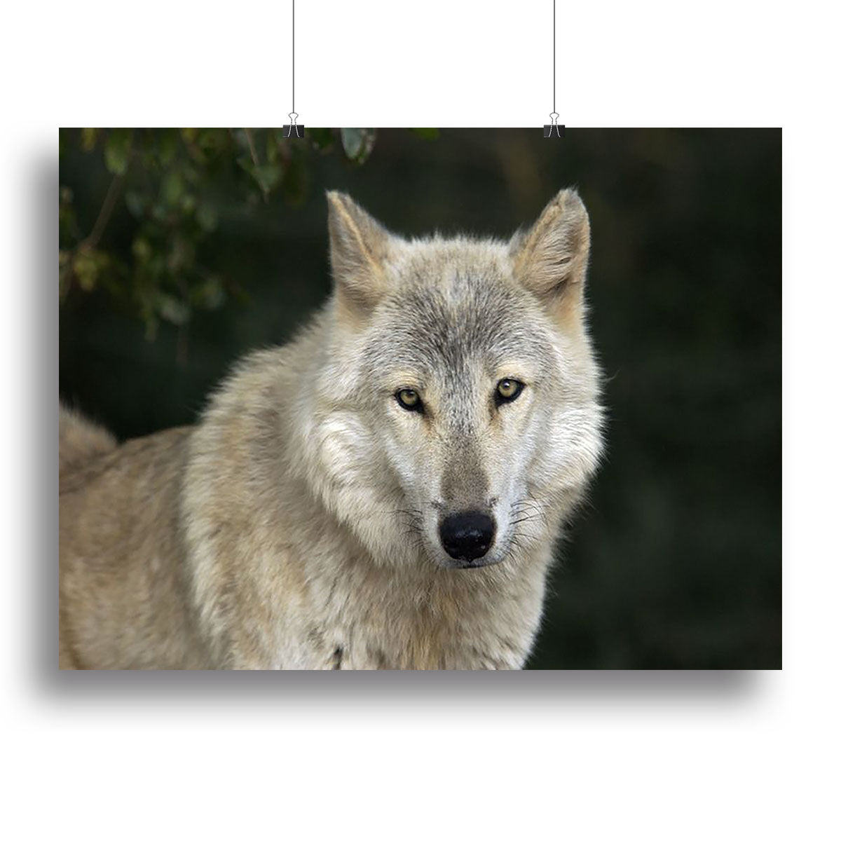 A stunning gray wolf portrait in its natural habitat, showcasing the wolf's majestic features and serene surroundings.