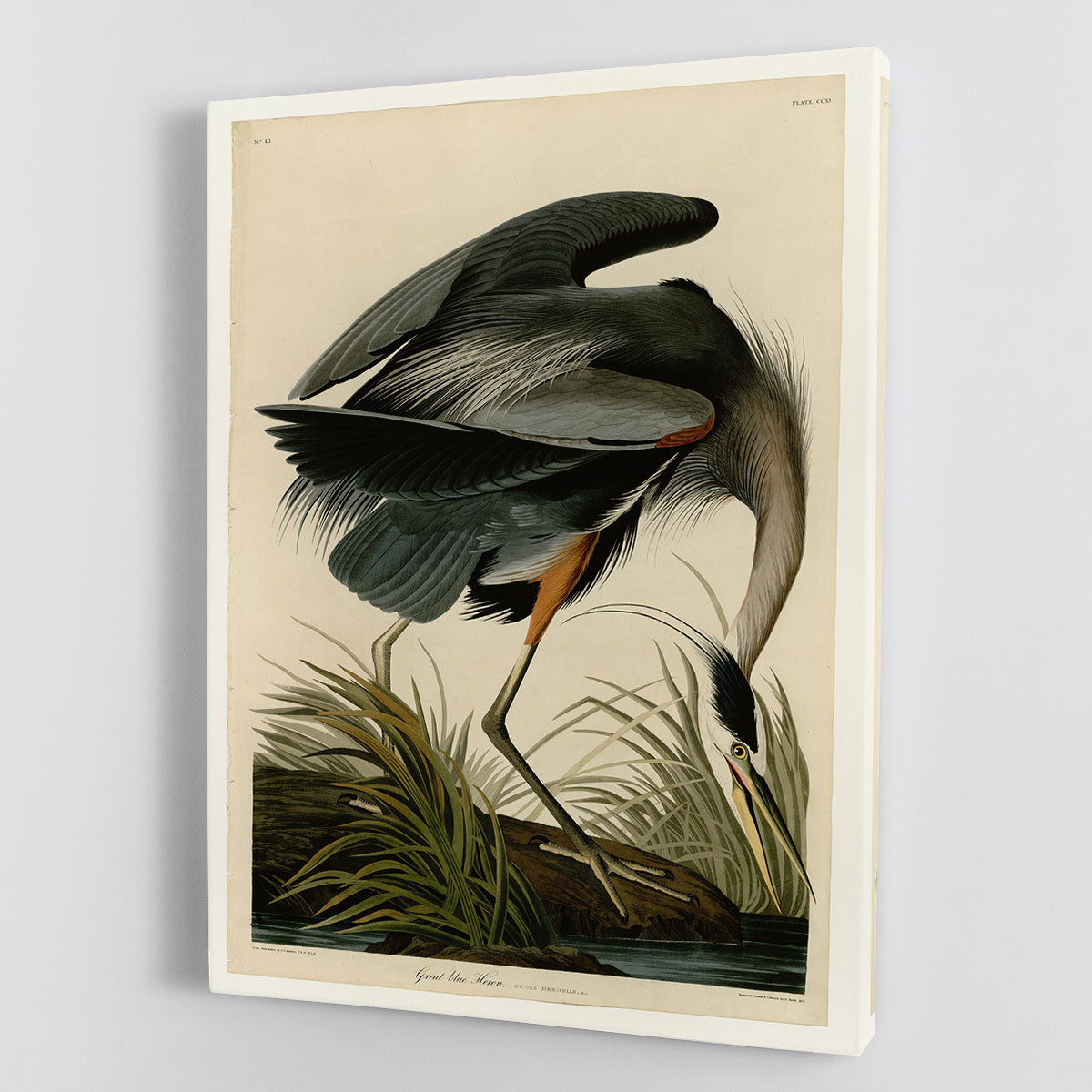 A beautiful canvas print or poster of a Great Blue Heron, showcasing its elegant blue-gray feathers and long legs in a serene natural setting.