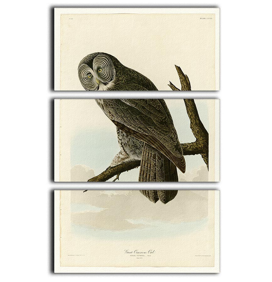 A beautiful 3-panel canvas print featuring the Great Cinereous Owl, showcasing its intricate details and vibrant colors.