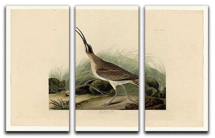 Great Esquimaux Curlew 3-panel canvas print showcasing vibrant colors and intricate details, perfect for home decor.
