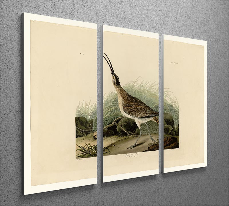 Great Esquimaux Curlew 3-panel canvas print showcasing vibrant colors and intricate details, perfect for home decor.