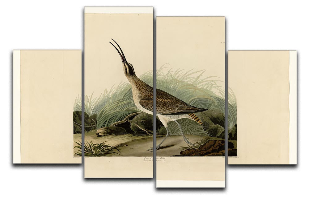 Great Esquimaux Curlew 4 Split Panel Canvas artwork featuring a beautiful bird design across four panels.