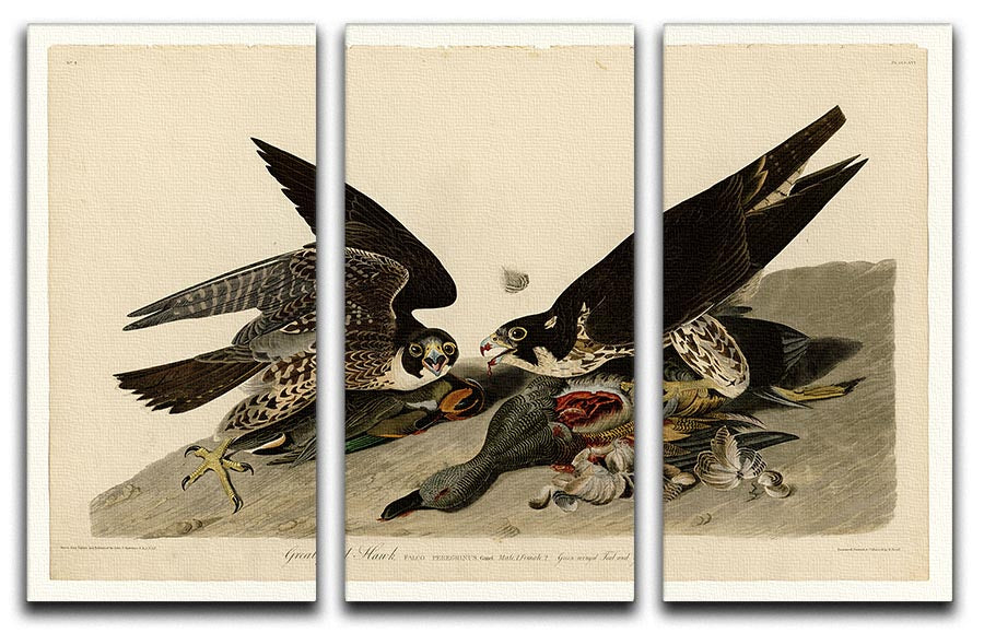 Great Footed Hawk by Audubon 3-panel canvas print showcasing vibrant colors and intricate details of the hawk in a natural setting.