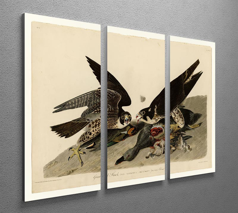 Great Footed Hawk by Audubon 3-panel canvas print showcasing vibrant colors and intricate details of the hawk in a natural setting.