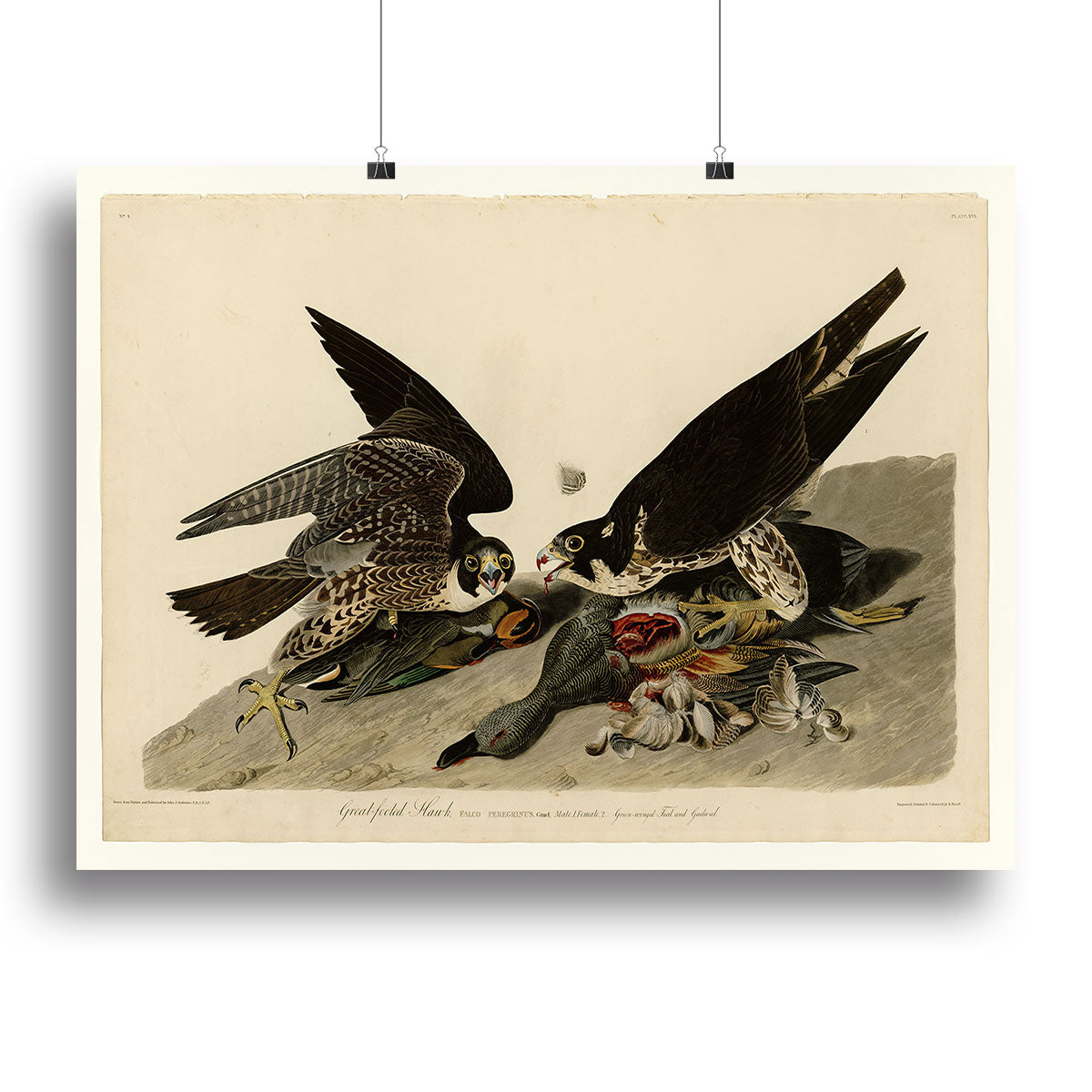 Great Footed Hawk canvas print showcasing vibrant colors and intricate details, perfect for home decor.