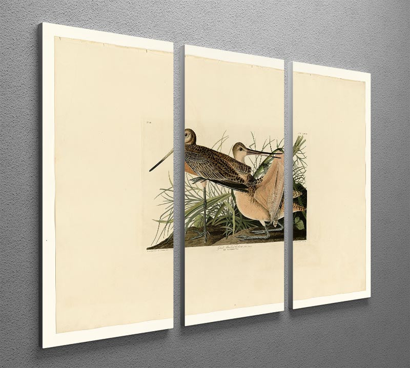 A beautiful 3-panel canvas print featuring the Great Marbled Godwit, showcasing its elegant design and vibrant colors.