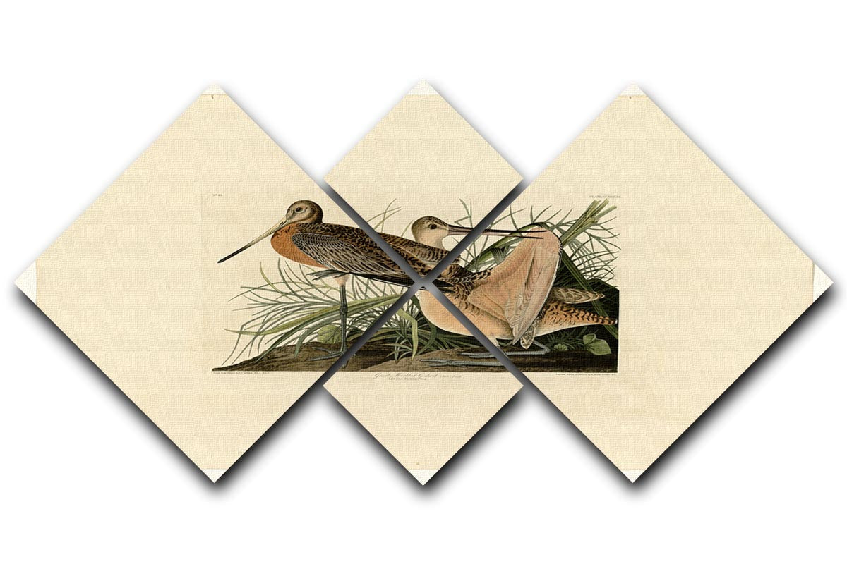 A beautiful 4-square multi-panel canvas featuring the Great Marbled Godwit, showcasing its elegant form and vibrant colors.