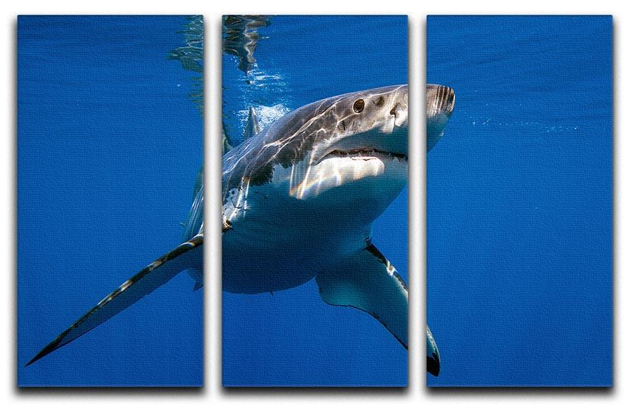 Great White 3 Split Panel Canvas Print featuring three cohesive panels with elegant design, perfect for home or office decor.