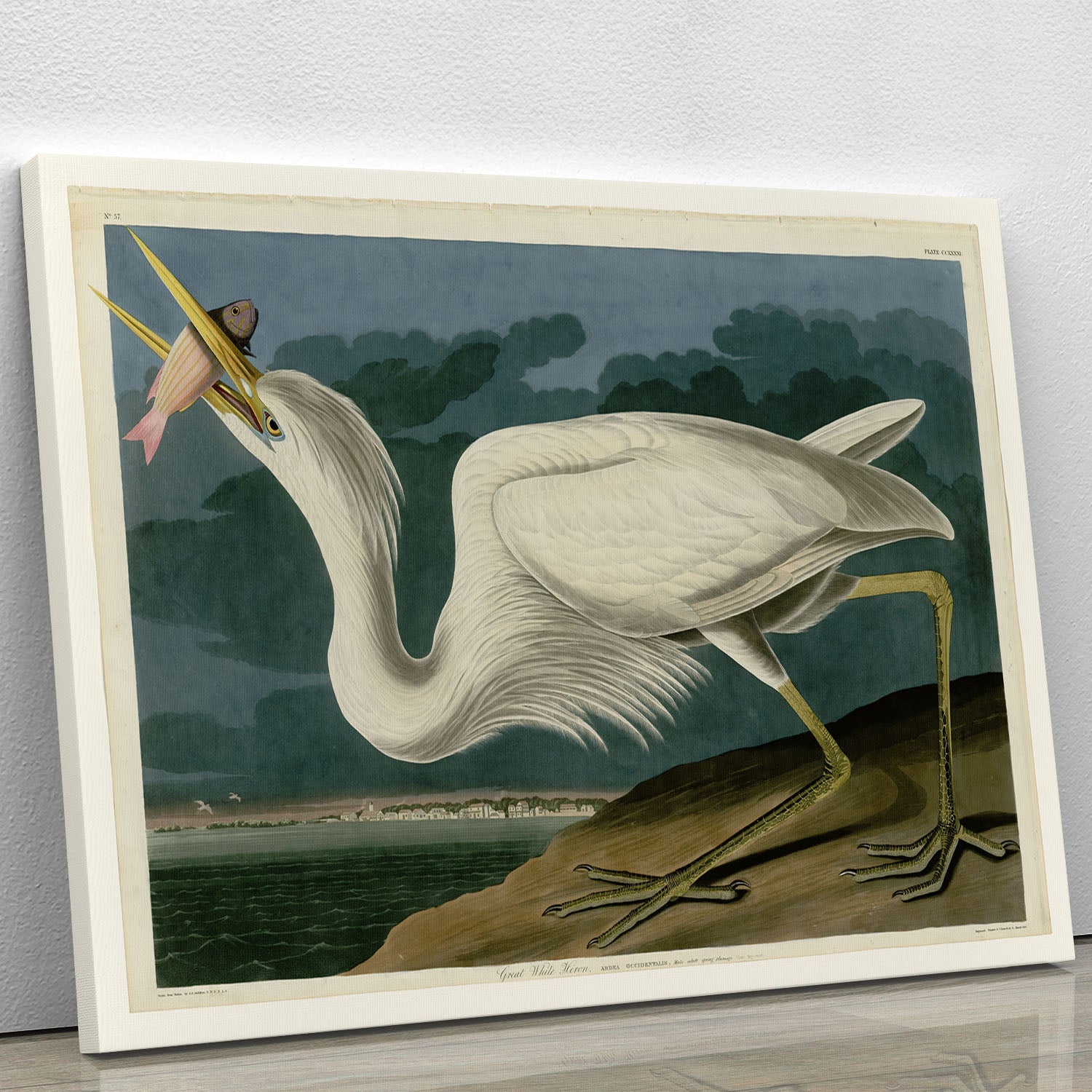 A beautiful canvas print of the Great White Heron by Audubon, showcasing the bird in its natural habitat with vibrant colors and intricate details.