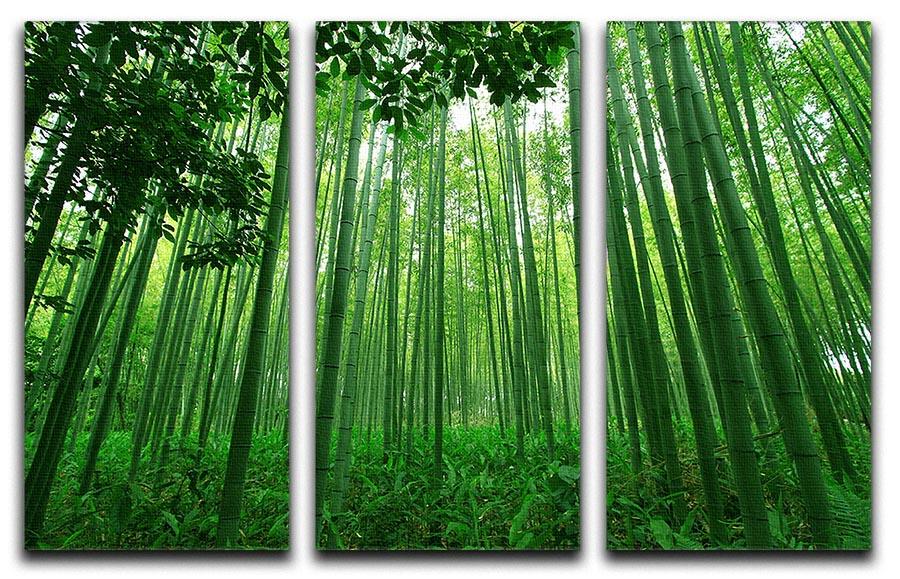 A beautiful 3-panel canvas print featuring a serene green bamboo forest, perfect for home decor.