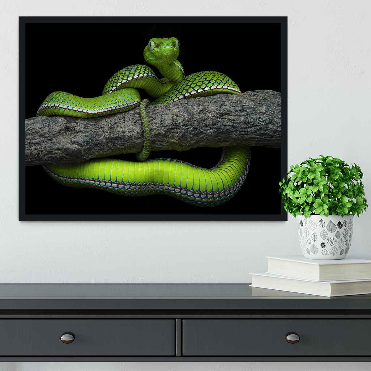 A beautifully framed print of the Green Trimeresurus Vogeli Snake, showcasing vibrant colors and intricate details, perfect for home decor.