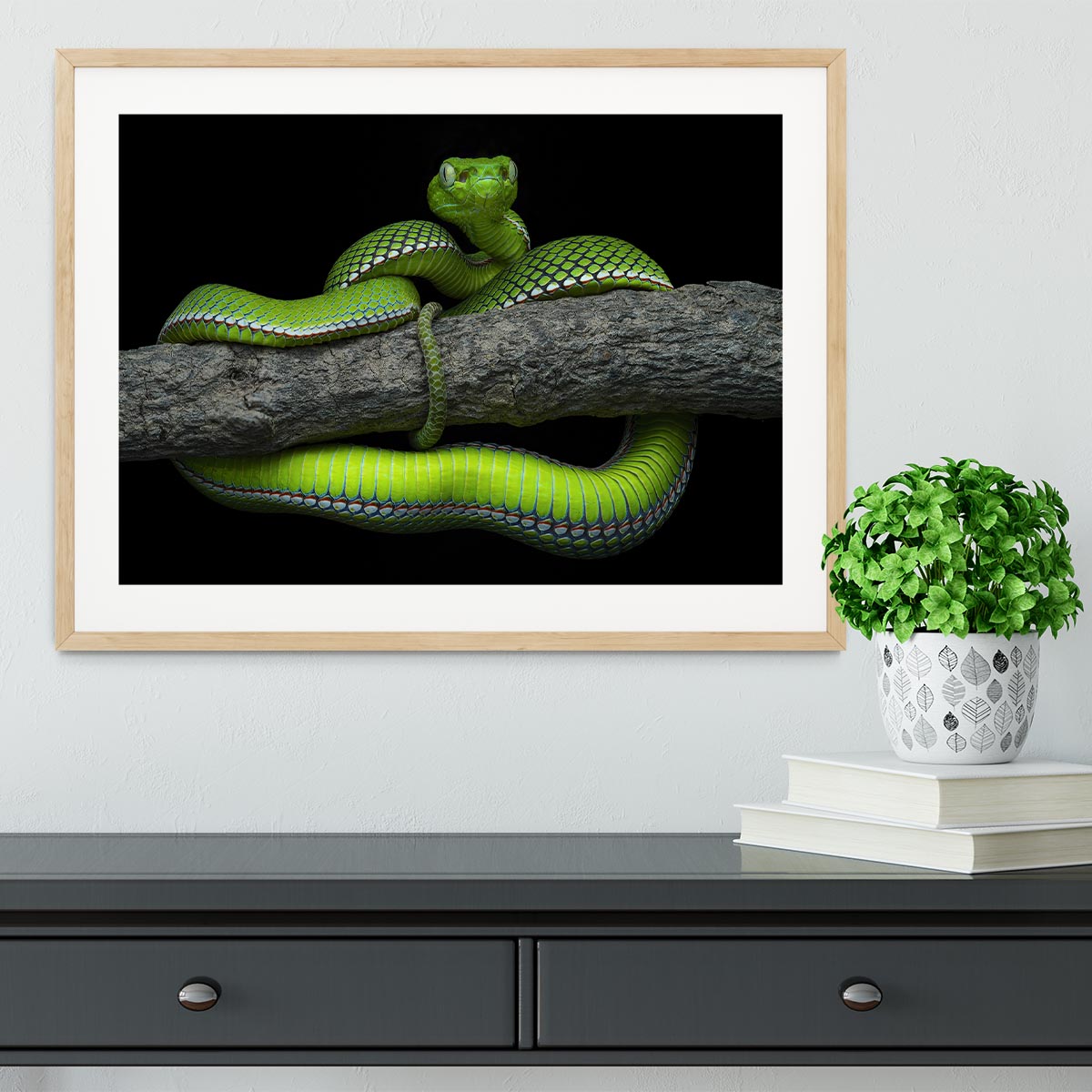 A beautifully framed print of the Green Trimeresurus Vogeli Snake, showcasing vibrant colors and intricate details, perfect for home decor.