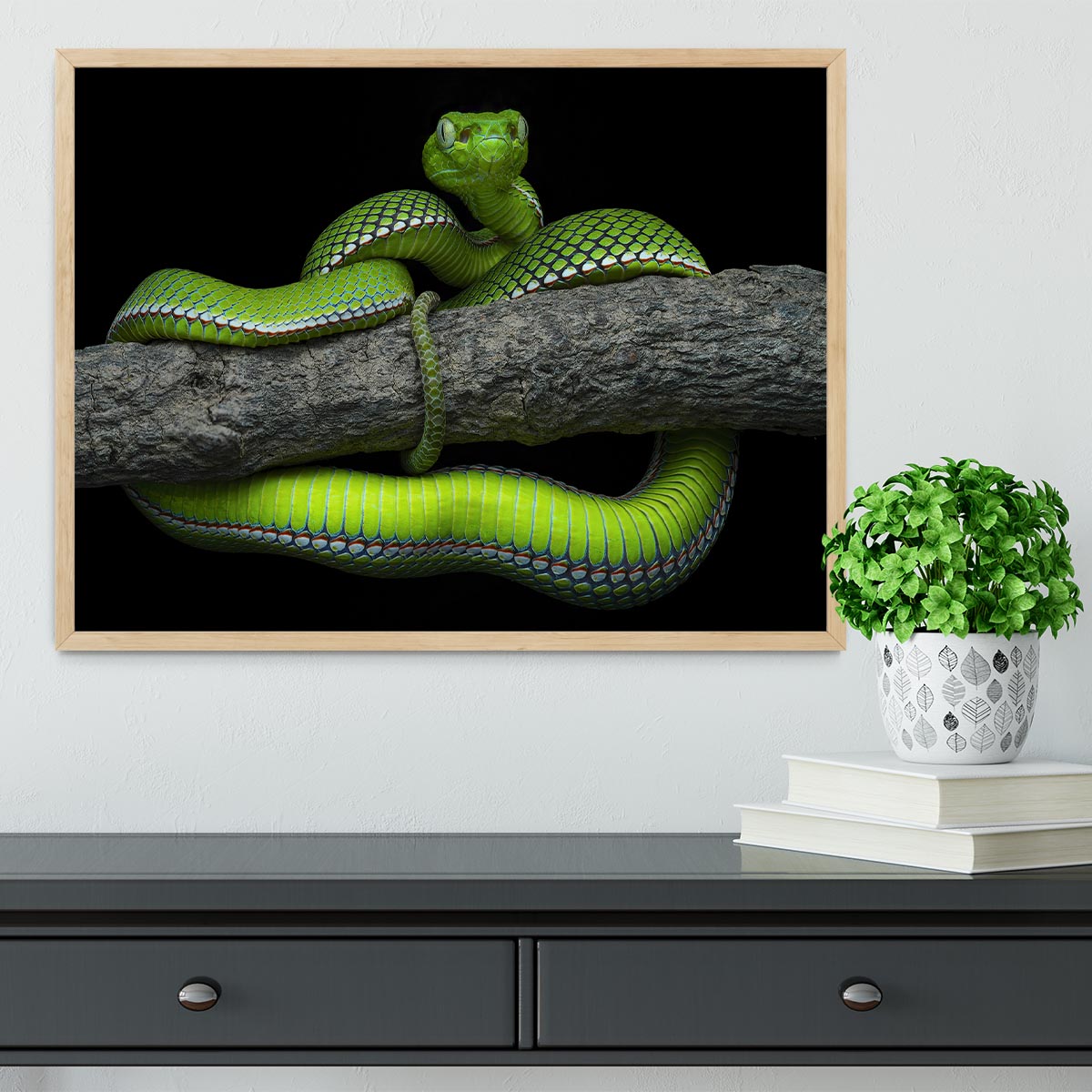 A beautifully framed print of the Green Trimeresurus Vogeli Snake, showcasing vibrant colors and intricate details, perfect for home decor.
