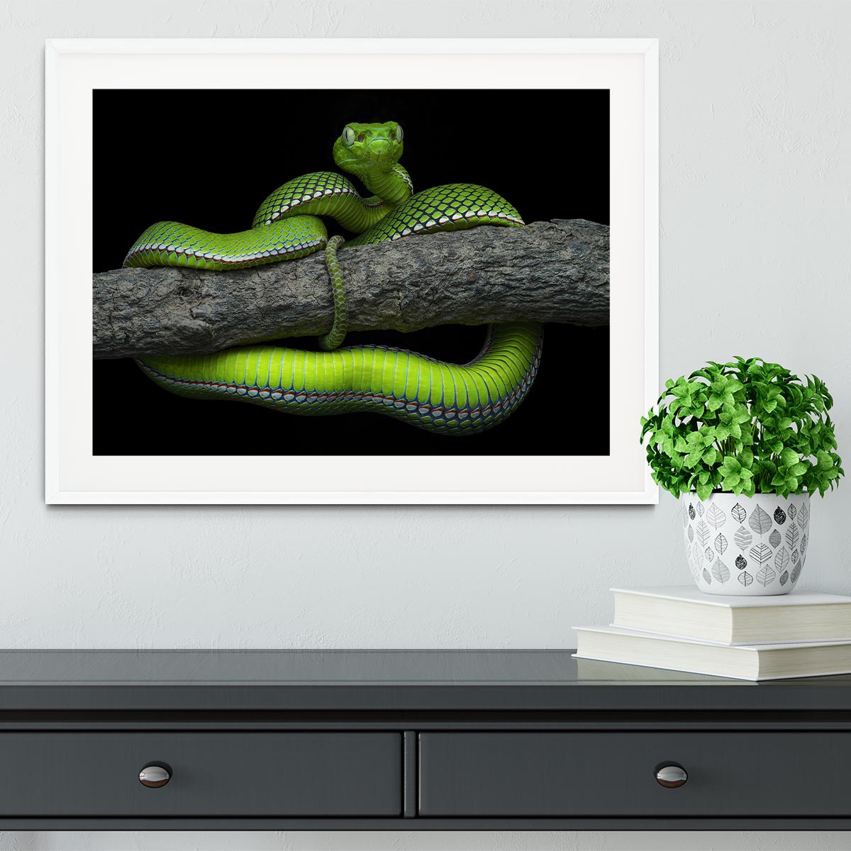 A beautifully framed print of the Green Trimeresurus Vogeli Snake, showcasing vibrant colors and intricate details, perfect for home decor.