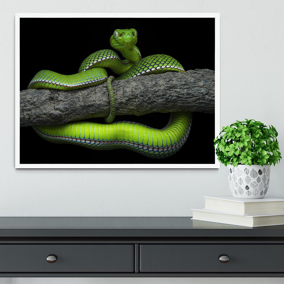 A beautifully framed print of the Green Trimeresurus Vogeli Snake, showcasing vibrant colors and intricate details, perfect for home decor.