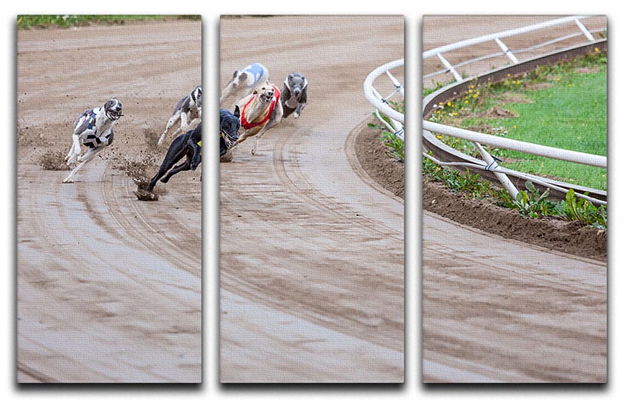 A stunning 3-panel canvas print featuring racing Greyhound dogs, showcasing dynamic motion and vibrant colors.