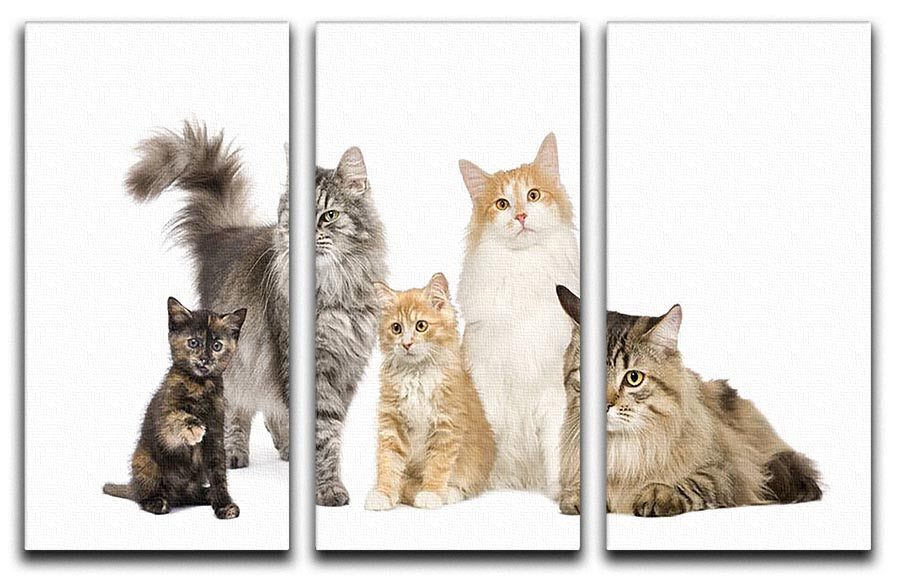 A beautiful 3-panel canvas art featuring Norwegian, Siberian, and Persian cats, showcasing their unique features and colors.