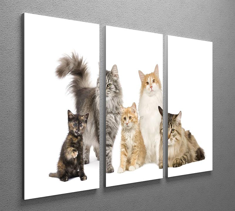 A beautiful 3-panel canvas art featuring Norwegian, Siberian, and Persian cats, showcasing their unique features and colors.