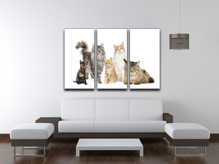 A beautiful 3-panel canvas art featuring Norwegian, Siberian, and Persian cats, showcasing their unique features and colors.