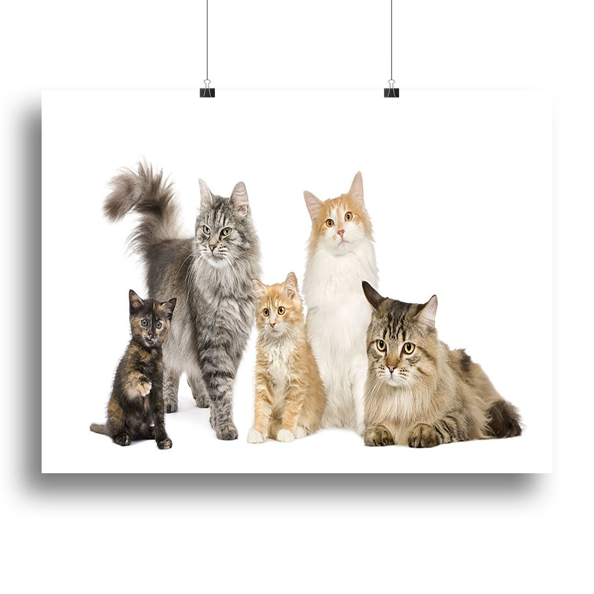 Canvas print featuring a group of 5 cats including Norwegian, Siberian, and Persian breeds, showcasing their unique features and colors.
