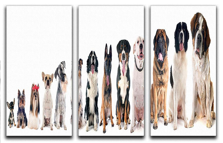 A beautiful 3-panel canvas print featuring a group of dogs against a white background, perfect for home decor.