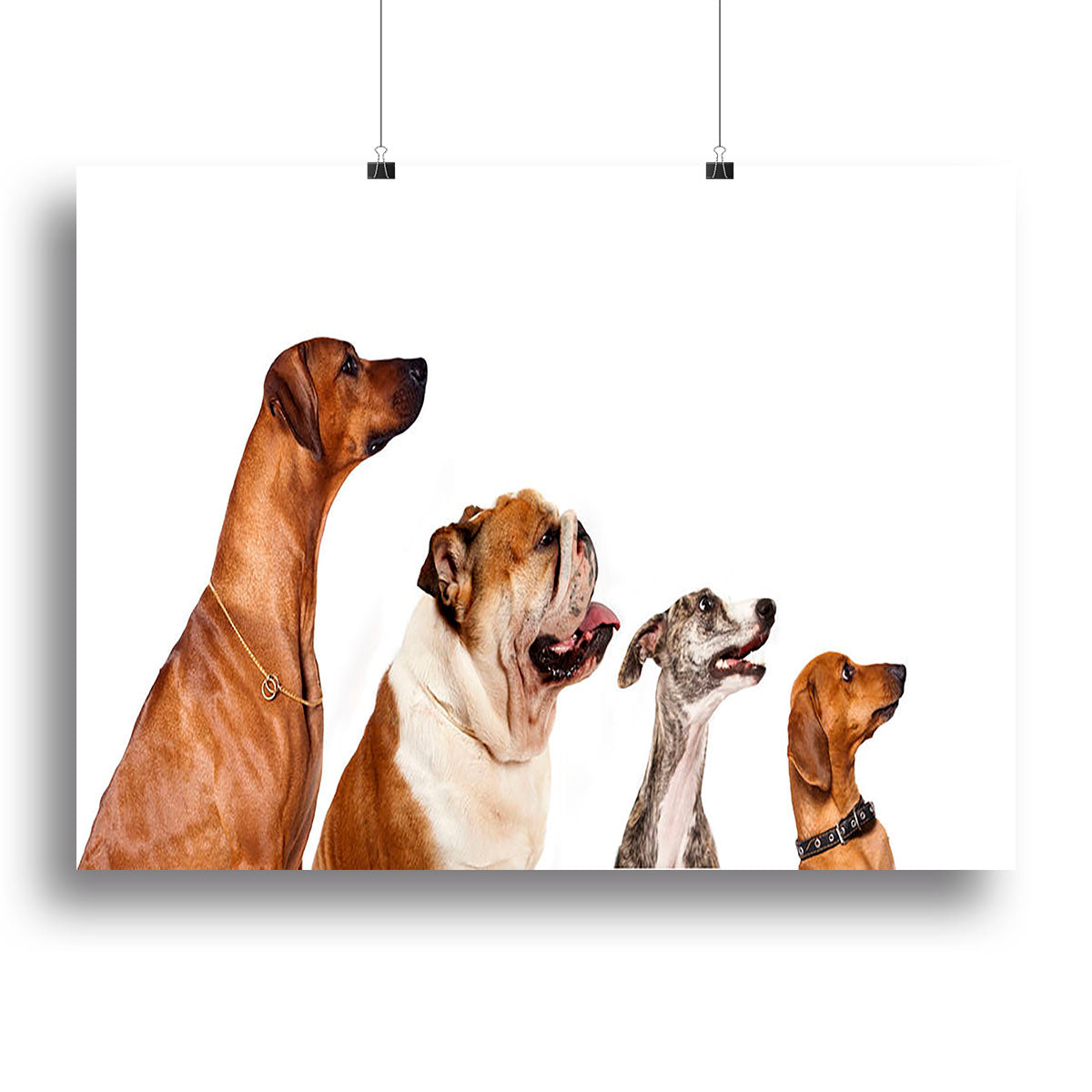 A vibrant canvas print featuring a group of dogs looking up, showcasing their playful expressions and charm.