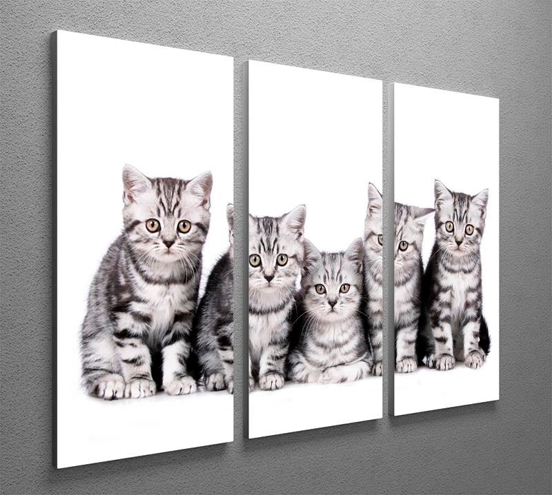 A beautiful 3-panel canvas print featuring five British Shorthair kittens, showcasing their playful and adorable nature.