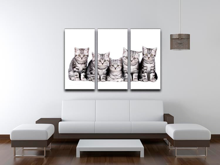 A beautiful 3-panel canvas print featuring five British Shorthair kittens, showcasing their playful and adorable nature.