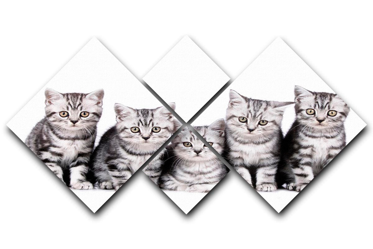 A charming 4-square multi-panel canvas featuring five adorable British Shorthair kittens, perfect for home decor.