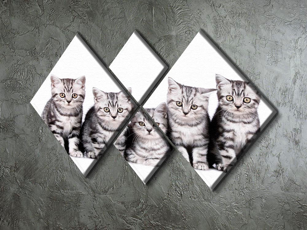 A charming 4-square multi-panel canvas featuring five adorable British Shorthair kittens, perfect for home decor.