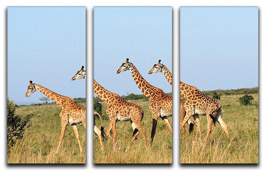 A beautiful 3-panel canvas print featuring a group of giraffes in the Masai Mara Reserve, showcasing vibrant colors and intricate details.