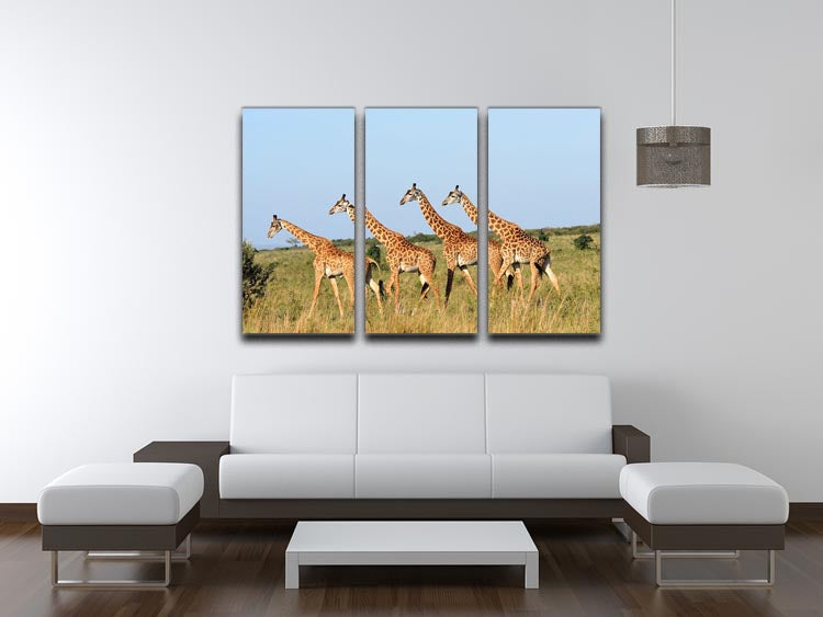 A beautiful 3-panel canvas print featuring a group of giraffes in the Masai Mara Reserve, showcasing vibrant colors and intricate details.