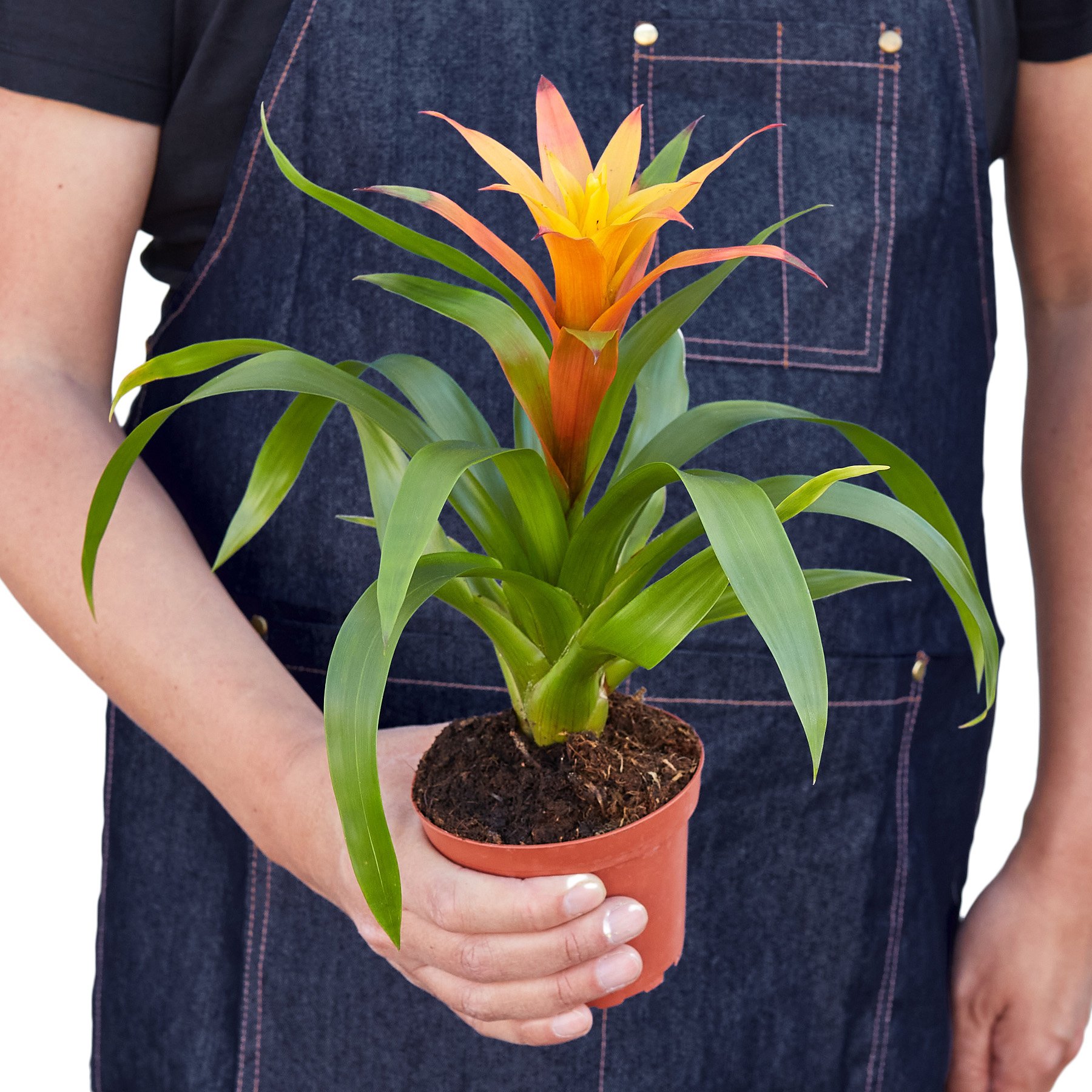 Guzmania Bromeliad 'Orange' showcasing vibrant orange flowers and lush green leaves in a decorative pot.