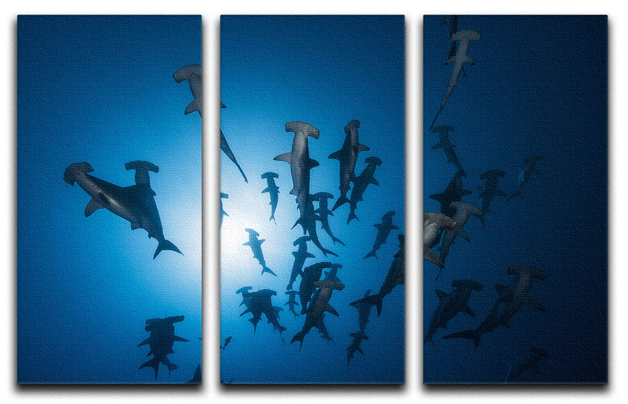 A stunning 3-panel canvas print featuring a hammerhead shark, perfect for enhancing any room's decor.