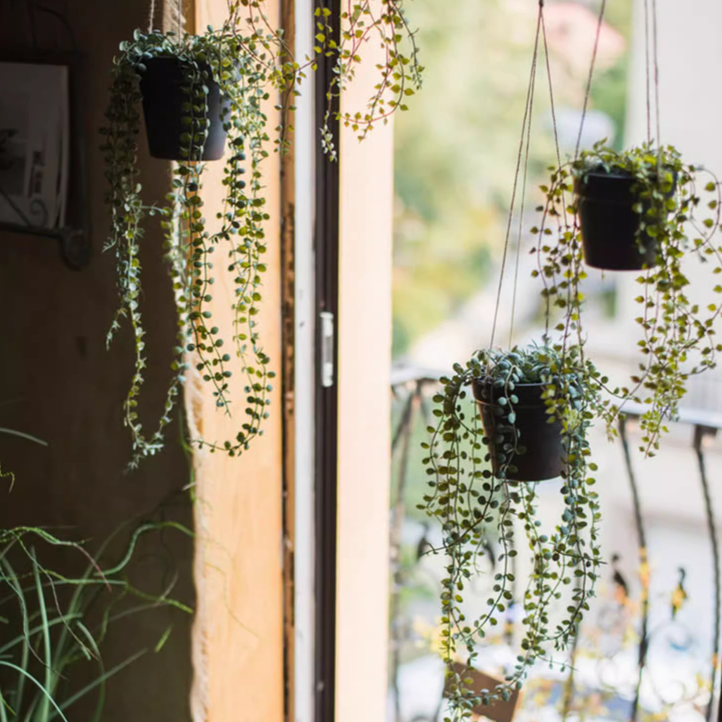 Hanging Faux Ceropegia Vine in a black pot, showcasing lush green leaves and a decorative rope for hanging.