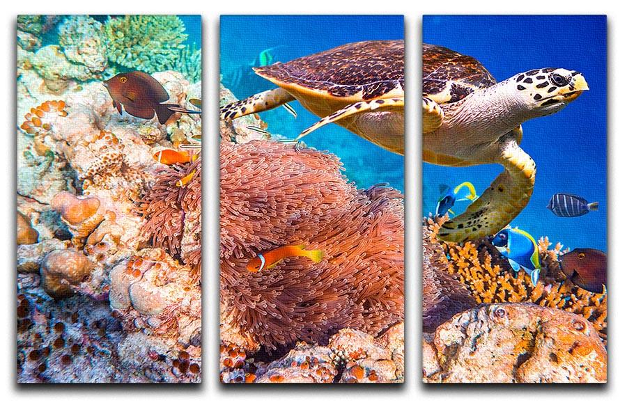 A beautiful 3-panel canvas print featuring a Hawksbill Turtle, showcasing vibrant colors and intricate details, perfect for home decor.