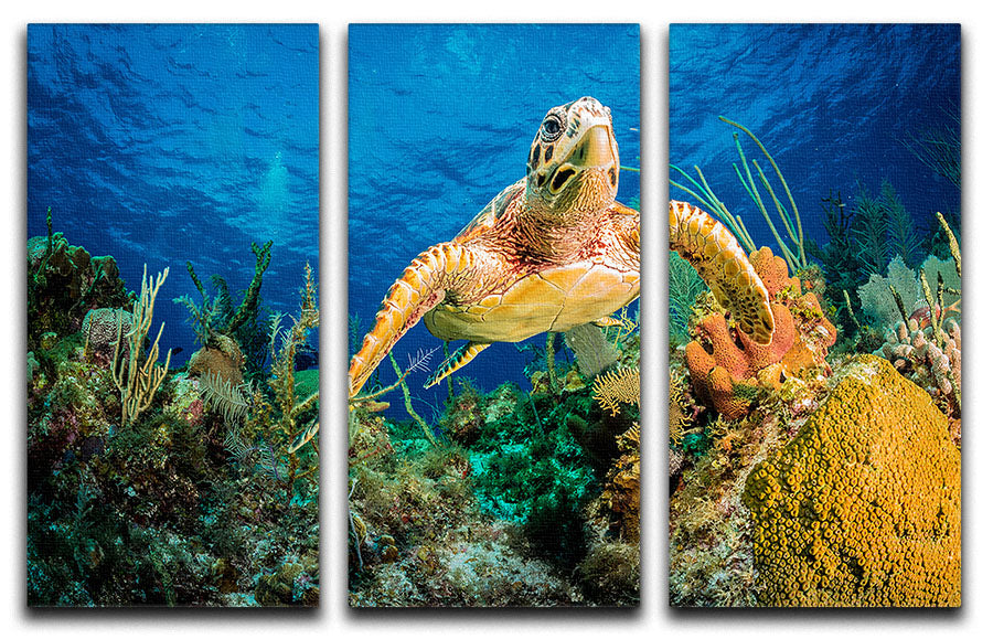 A beautiful 3-panel canvas art featuring a Hawksbill turtle swimming through a vibrant Caribbean reef, showcasing colorful marine life.