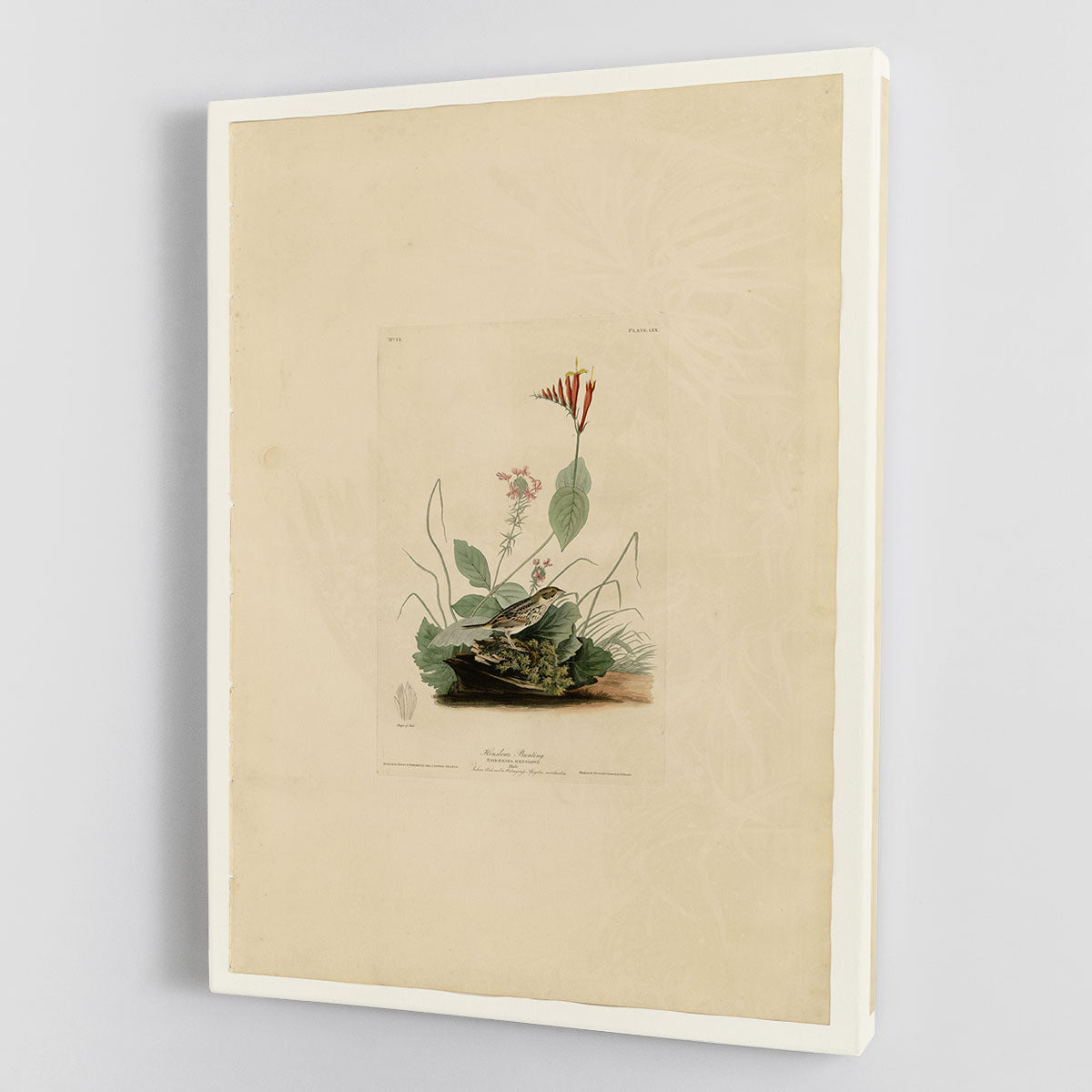 A vibrant Henslows Bunting canvas print showcasing the bird's colorful plumage, perfect for home decor.