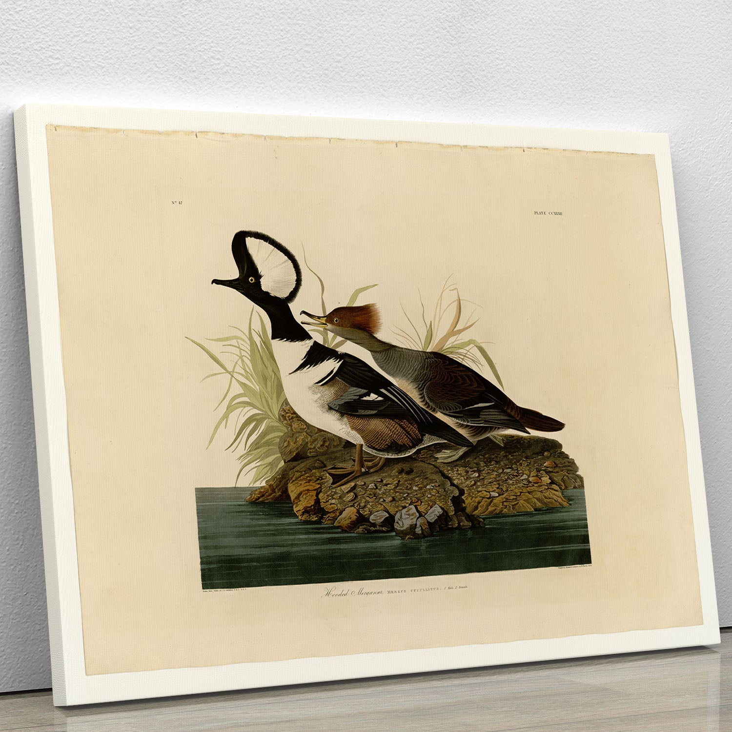 A beautiful Hooded Merganser bird depicted in a vibrant canvas print, showcasing its striking colors and elegant features.