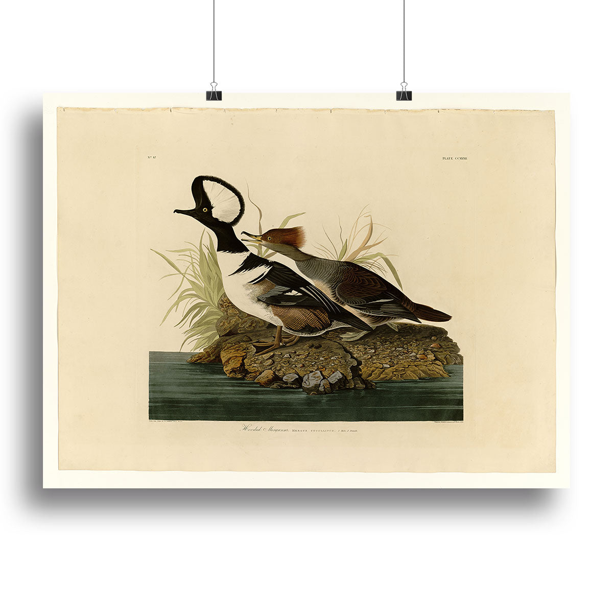A beautiful Hooded Merganser bird depicted in a vibrant canvas print, showcasing its striking colors and elegant features.