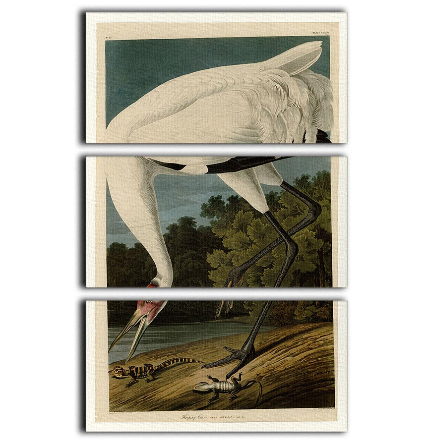 Three-panel canvas print featuring a beautiful Hooping Crane, showcasing vibrant colors and intricate details.