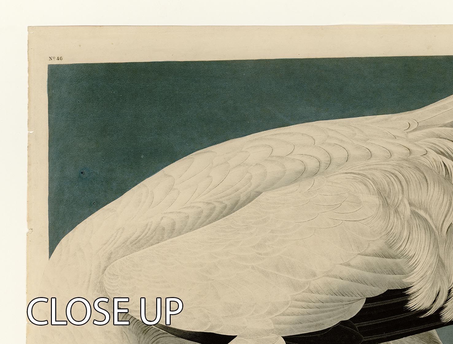 Three-panel canvas print featuring a beautiful Hooping Crane, showcasing vibrant colors and intricate details.