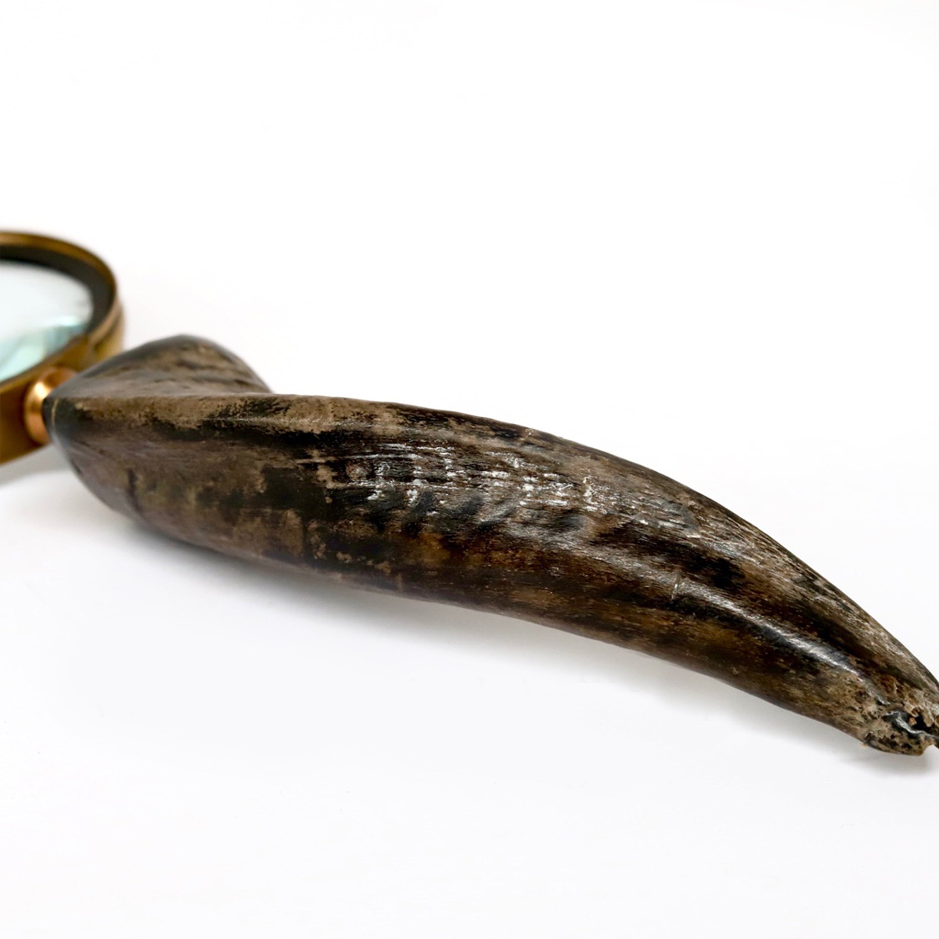Horn Handle 75mm Magnifying Glass with antique brass finish and brown horn handle, showcasing its elegant design.