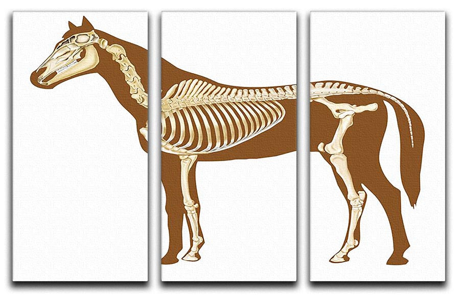 Three-panel canvas print featuring a detailed horse skeleton x-ray design, perfect for modern decor.