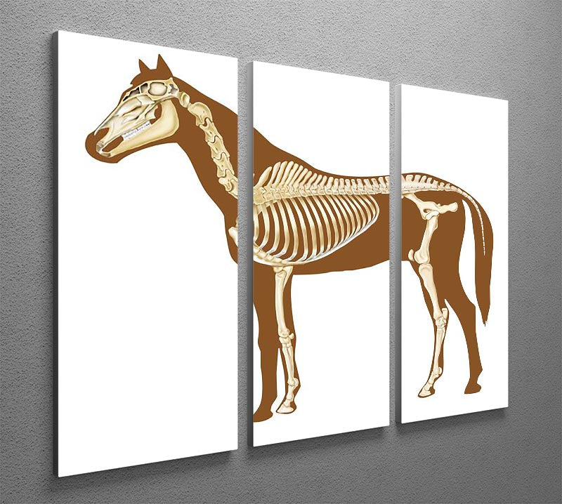 Three-panel canvas print featuring a detailed horse skeleton x-ray design, perfect for modern decor.